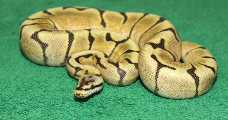 more bp's