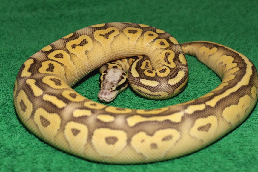 female ball pythons