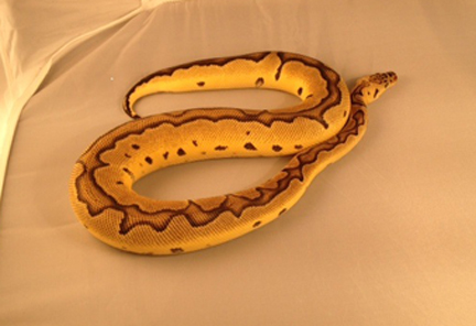 pastel clown male