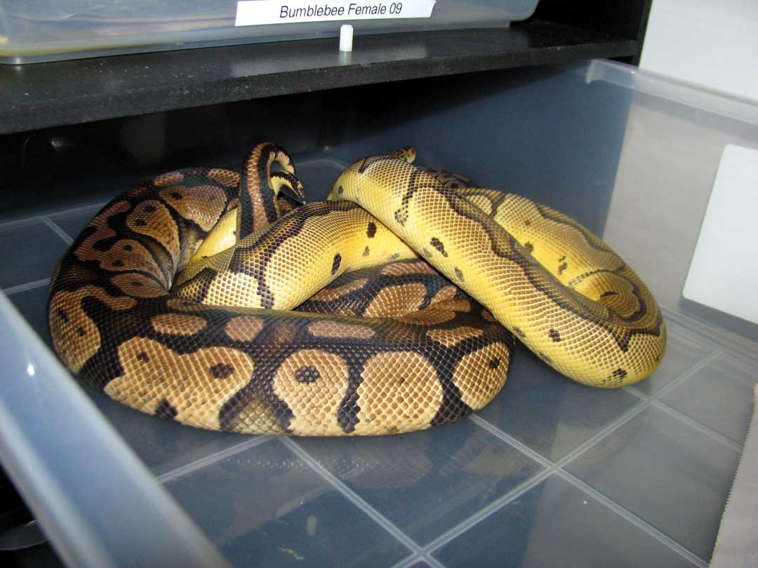 pastel clown x pastel (in shed)