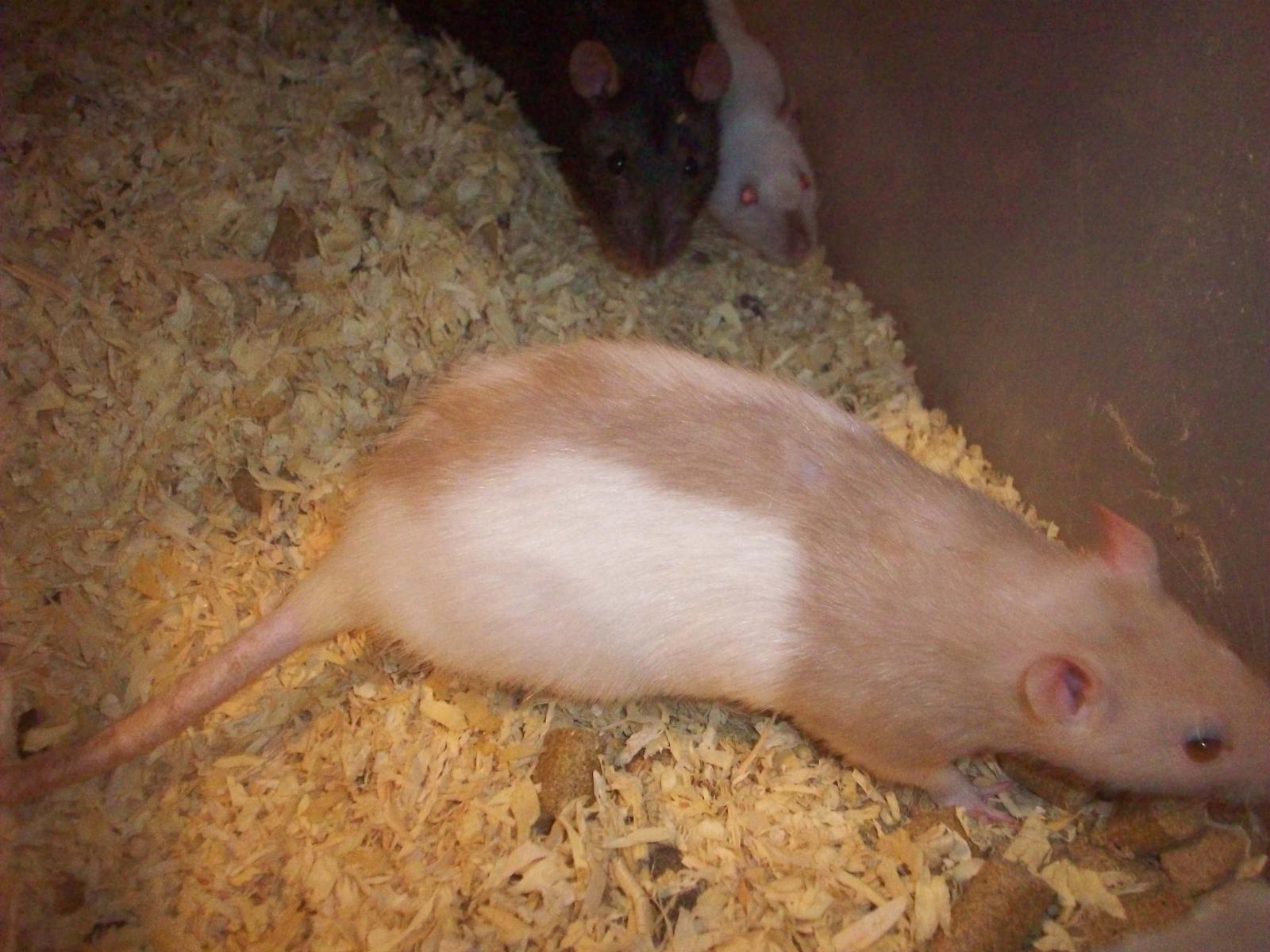 Rats