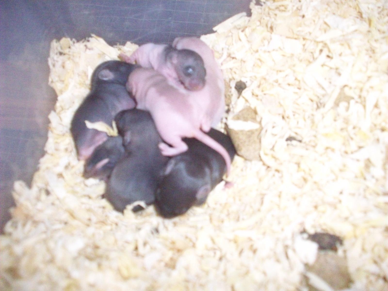 Rats