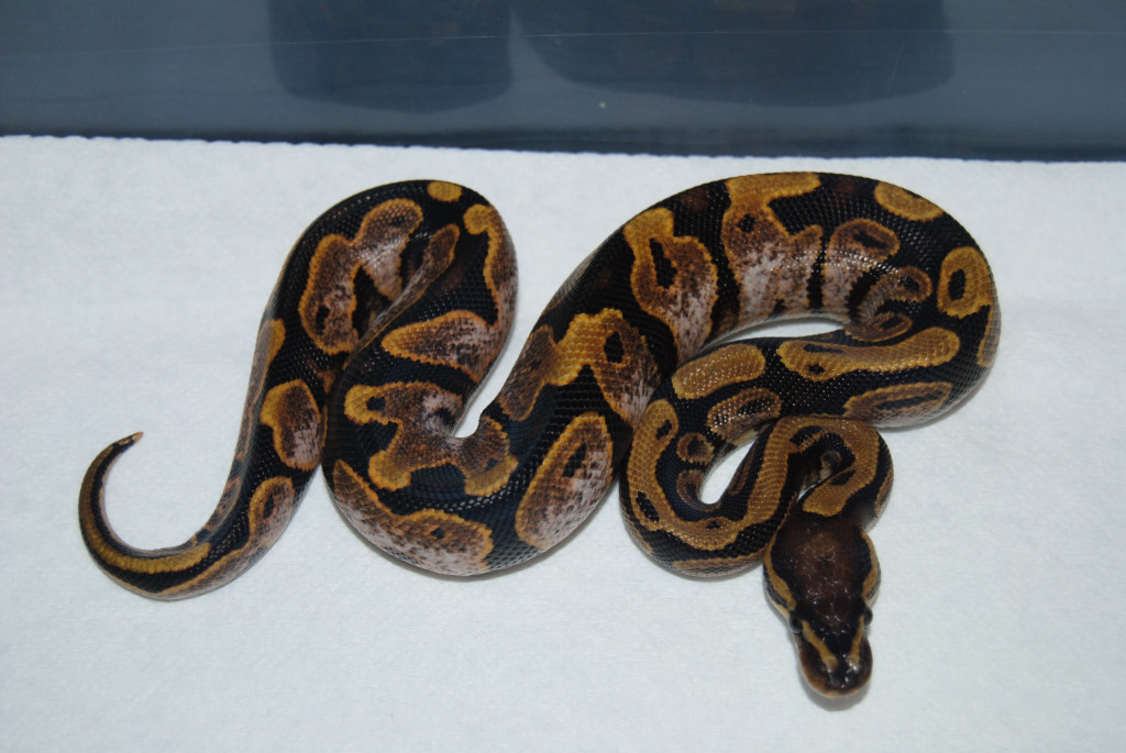 Calico Male
