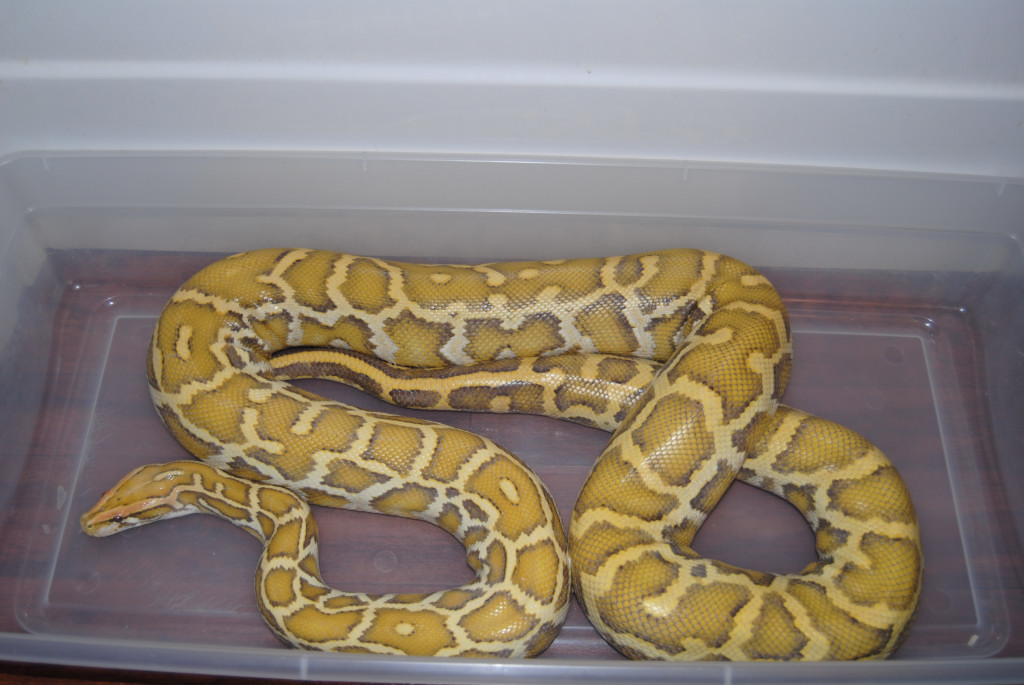 Caramel Male
