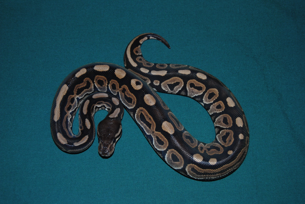 Cinnamon Female