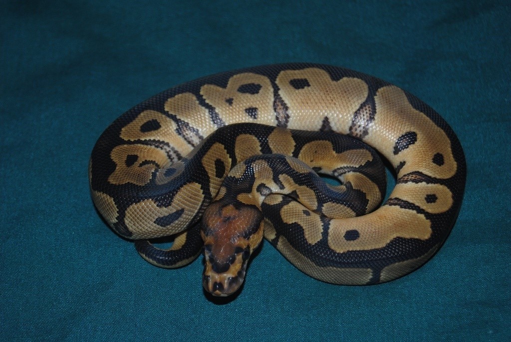 Clown Het Desert Ghost