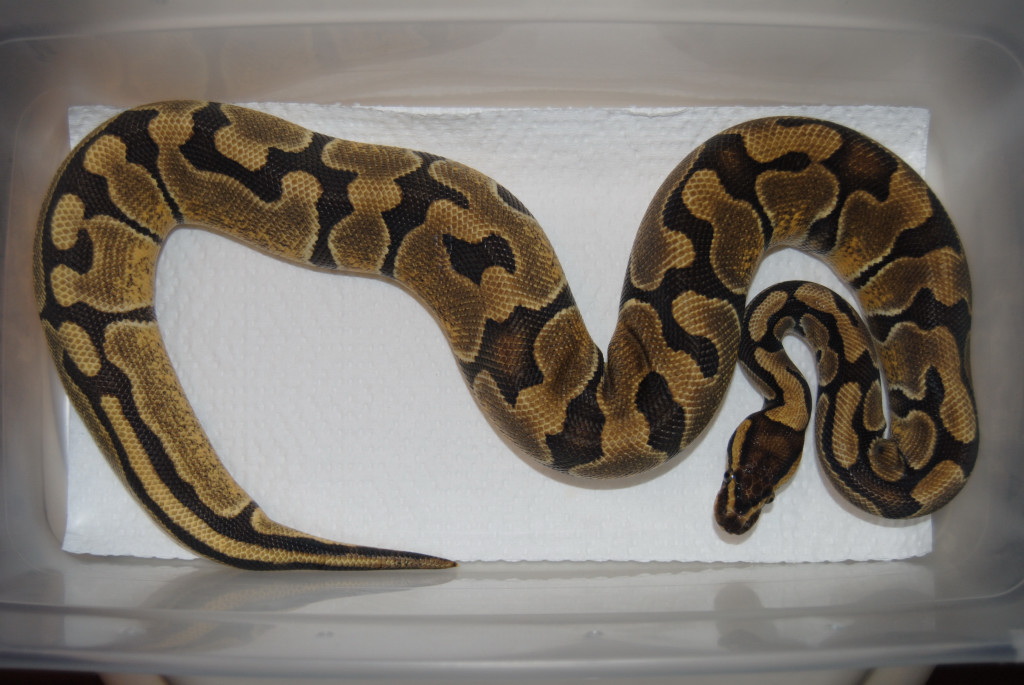 Enchi - Female