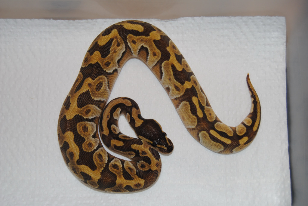 Updated Mochi Male