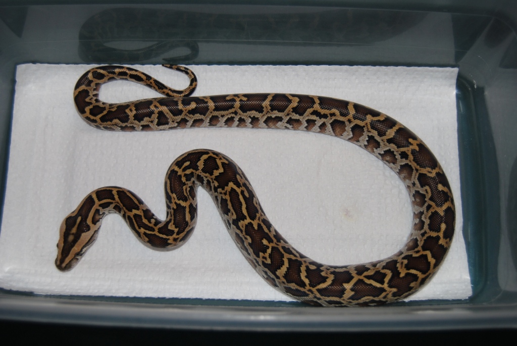 Half Dwarf Female