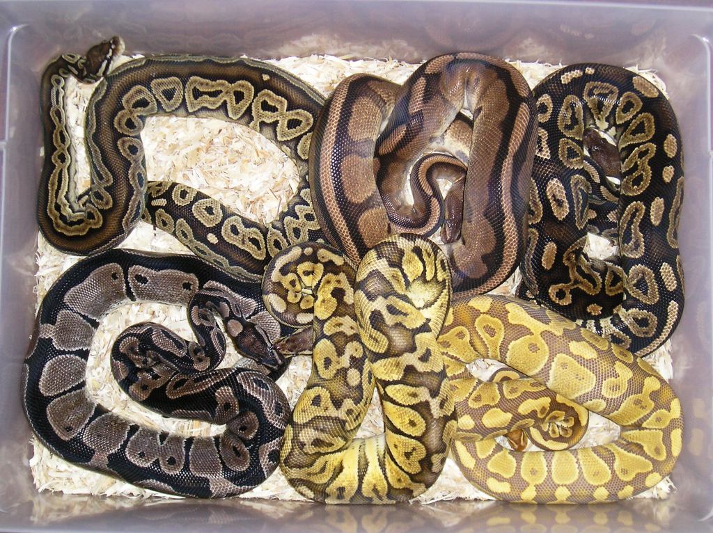 Some Of My Females