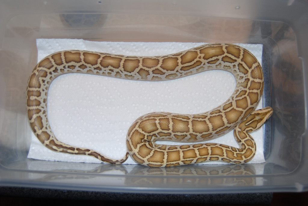 Hypo Female