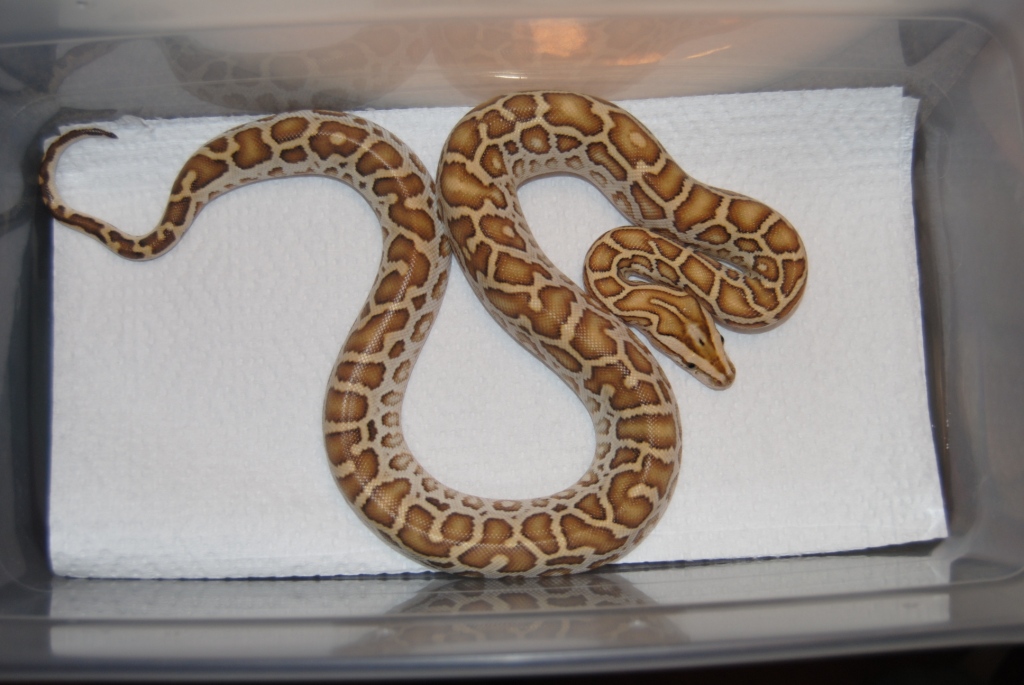 Hypo het Albino Male