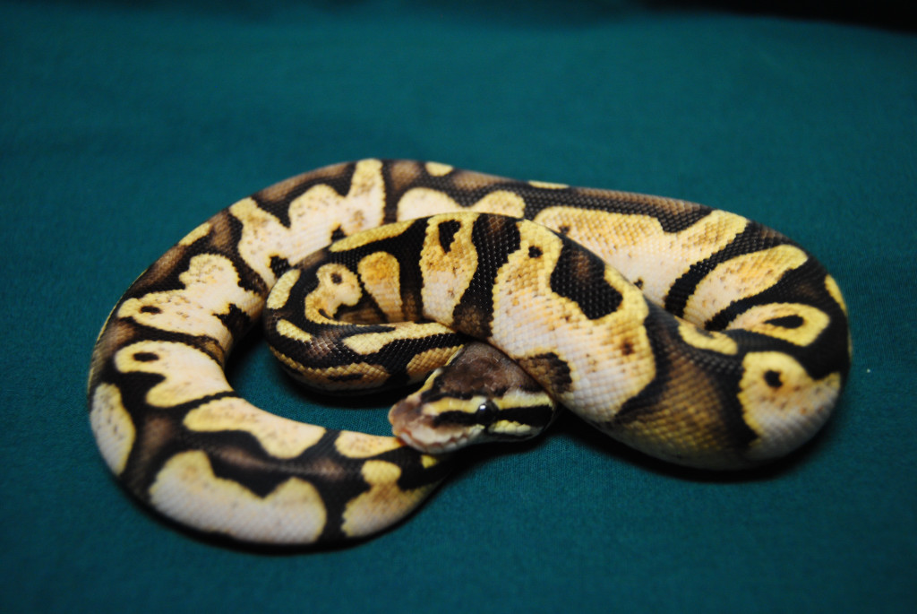 Ruppel Calico 1