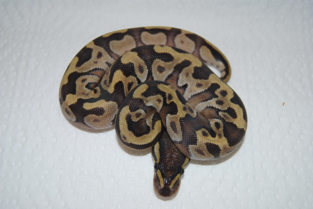 Mochi - Male