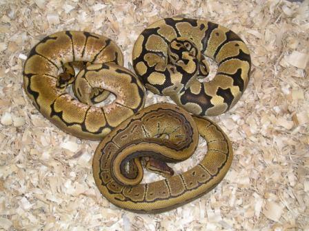 Another Group Of Female Ball Pythons