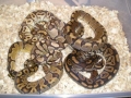 Another Group Of Male Ball Pythons