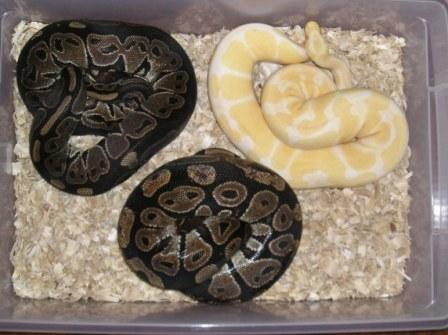 Another Group Of Females