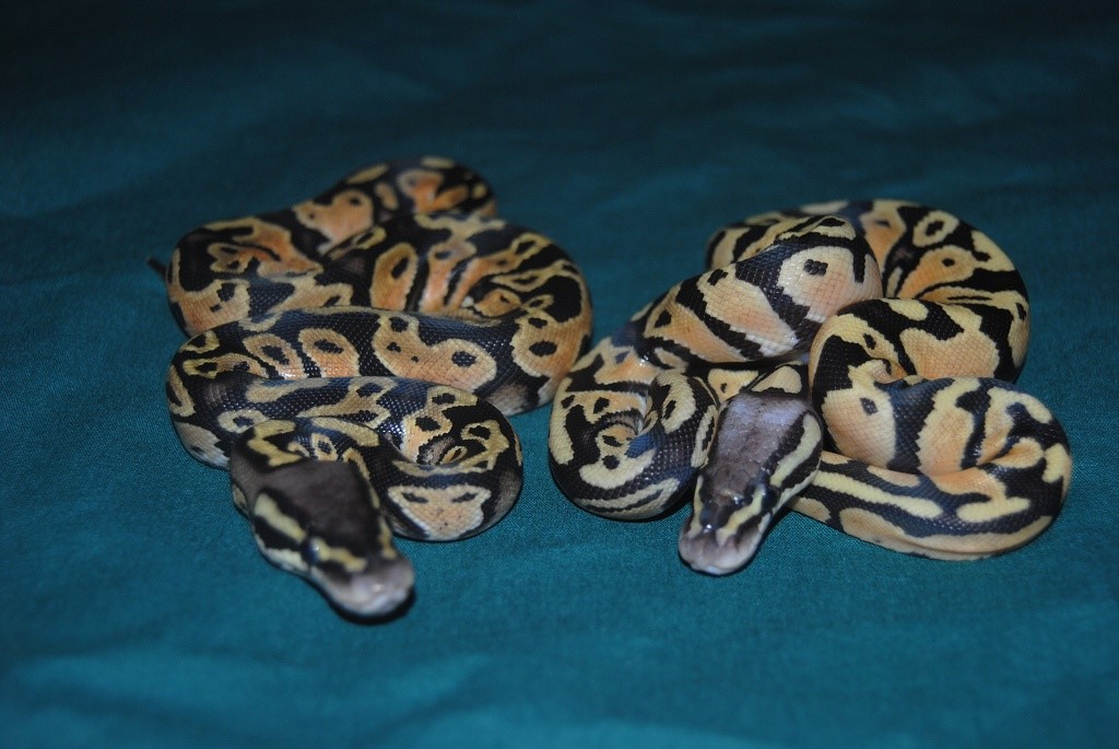 Ruppel FireFly & Ruppel Pastel