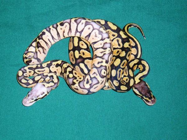 Pastel & Super Females Hatchling