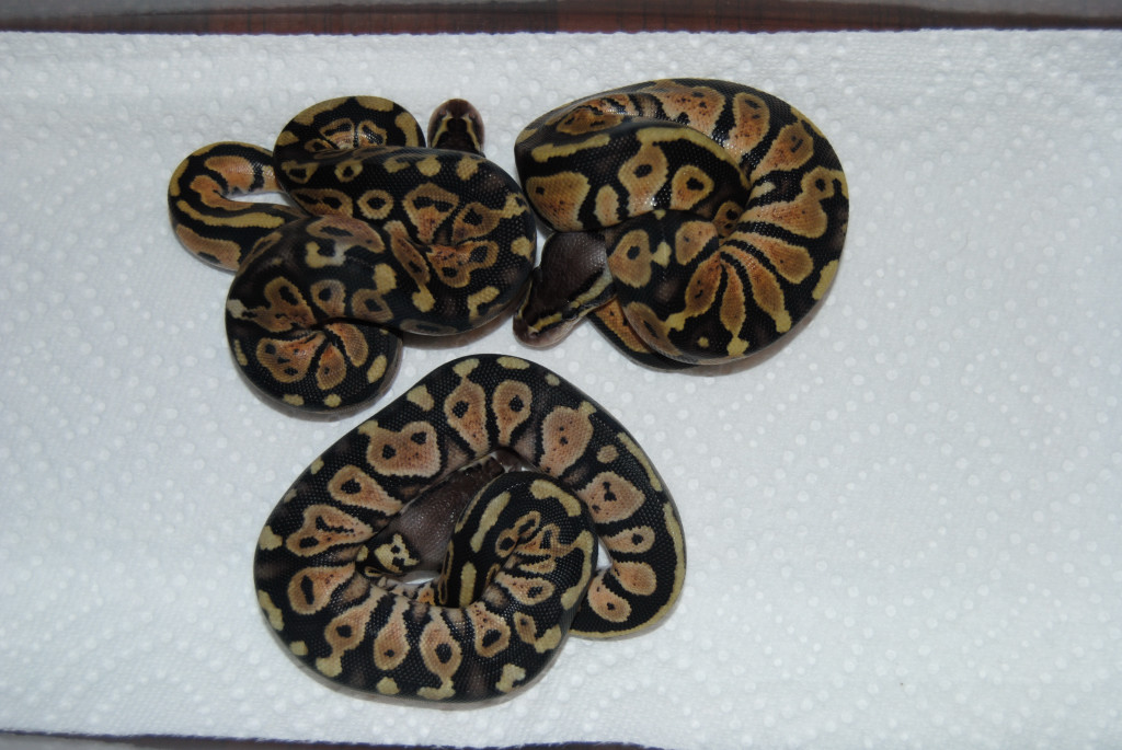 1.2 Ruppel Pastel Het Genetic Stripe