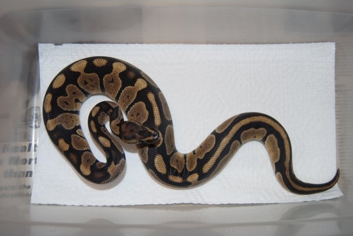 Odd Ball Python - Male