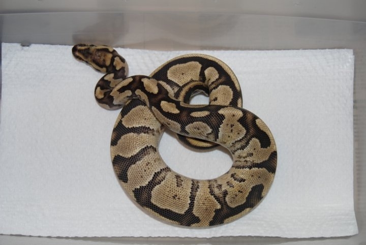 Odd Fire Ball Python - Female 1
