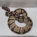 Odd Fire Ball Python - Female 1