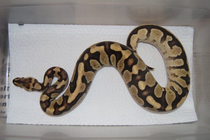 Odd Fire Ball Python - Female 2