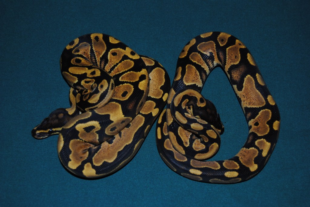 YB het Albino pair
