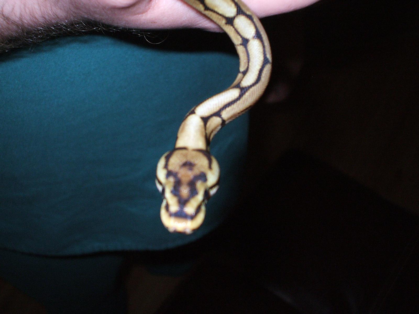 new snakes