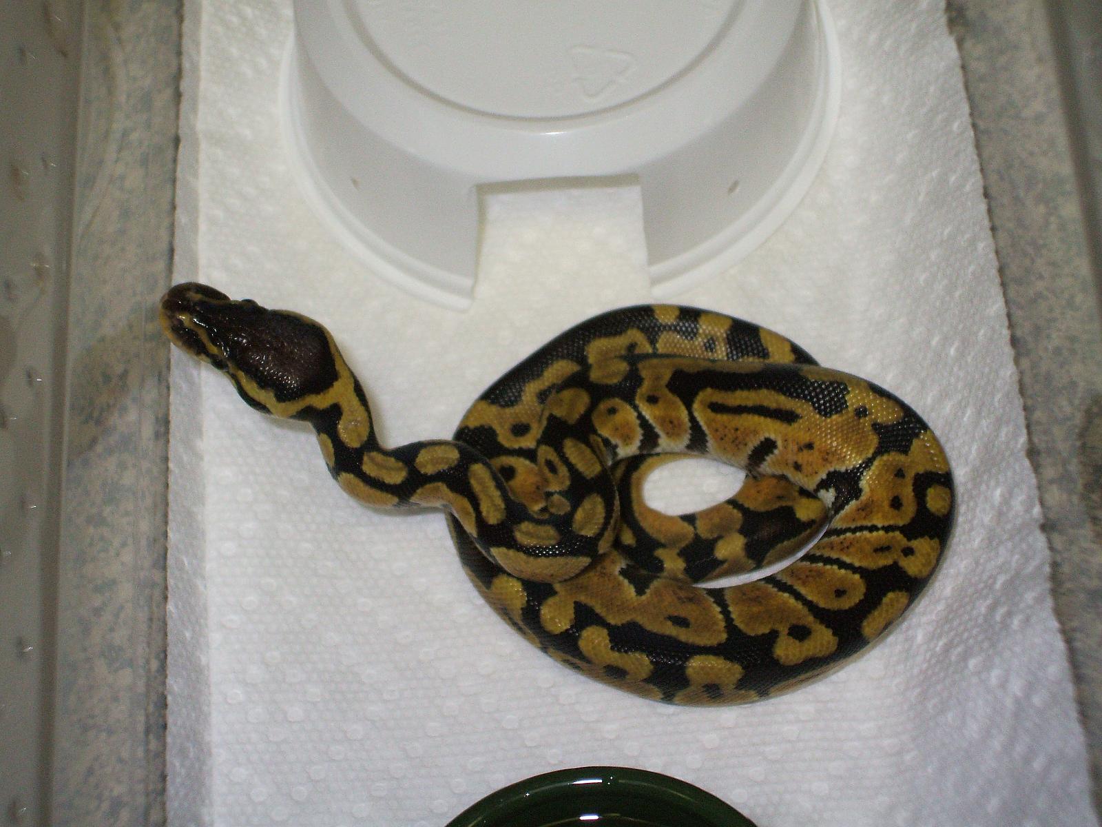 new snakes