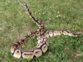 Male Pastel