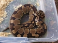 Payton Normal Female