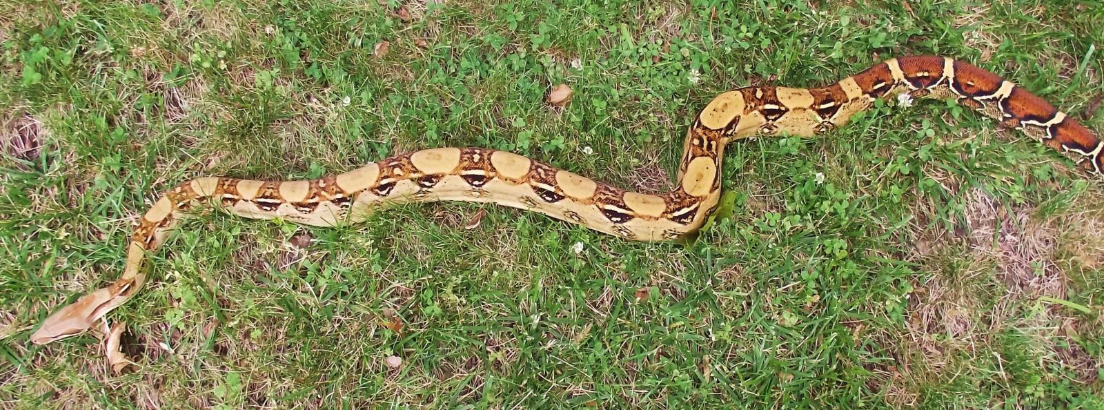 Male Bci