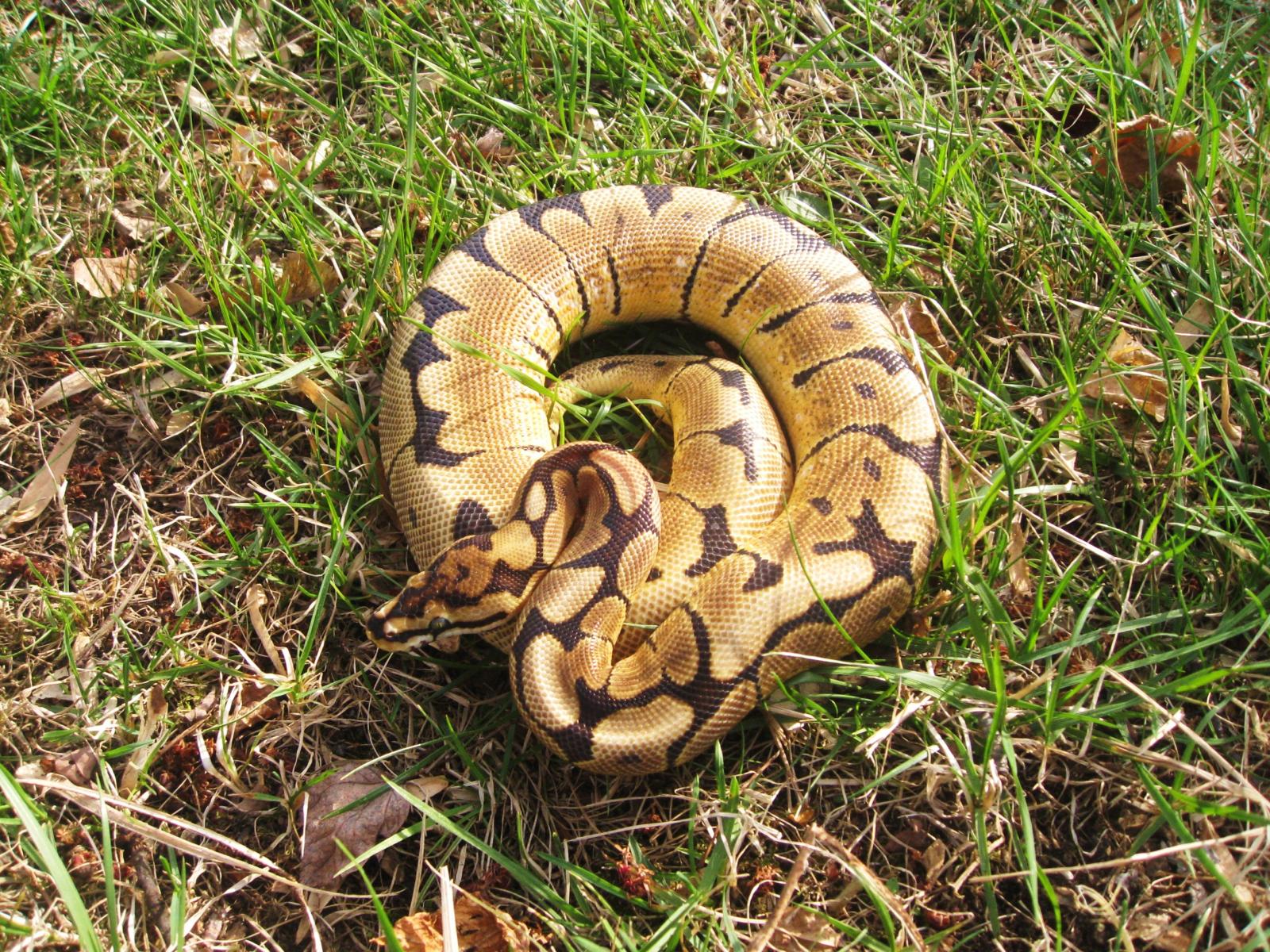Payton Spider Male
