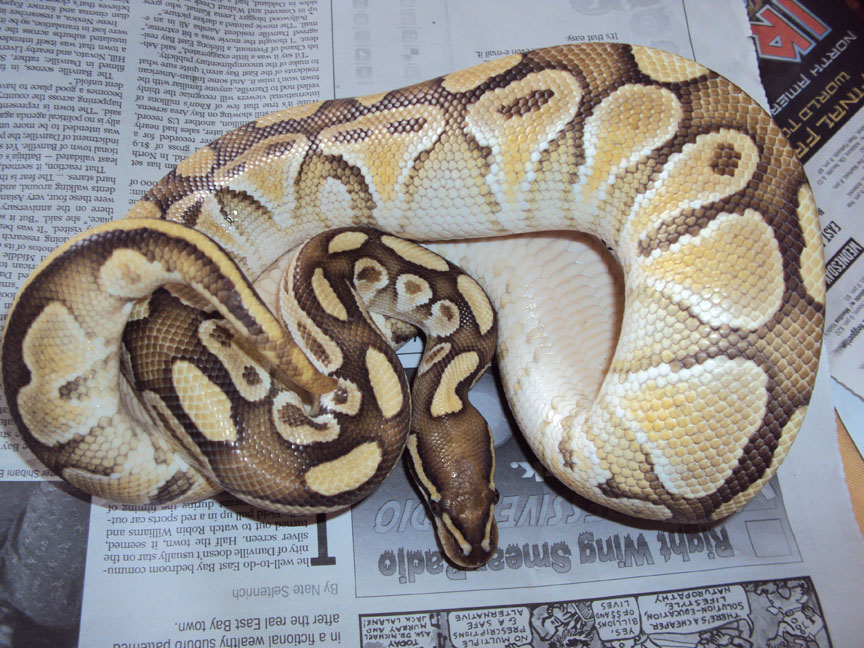 Pied