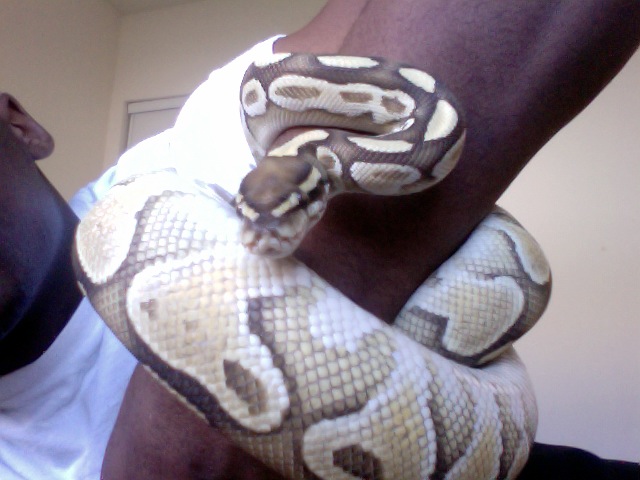 Lesser Female