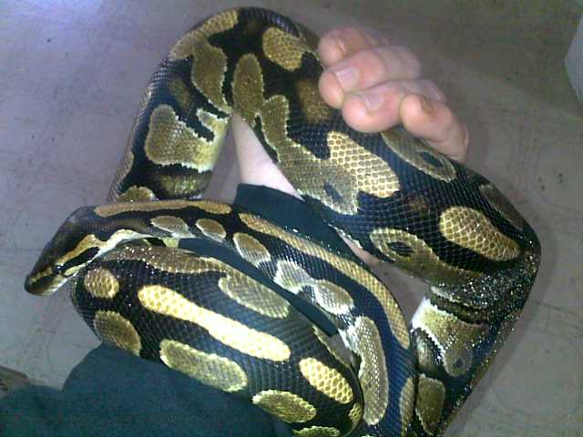 male normal