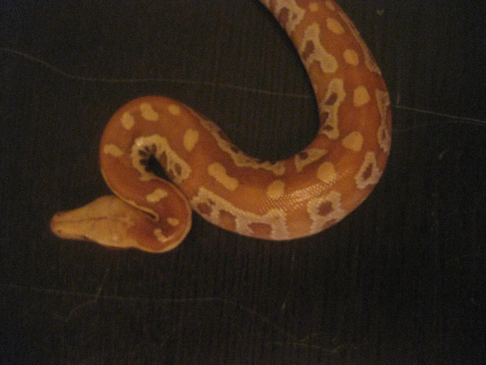 My Albino Blood Male
