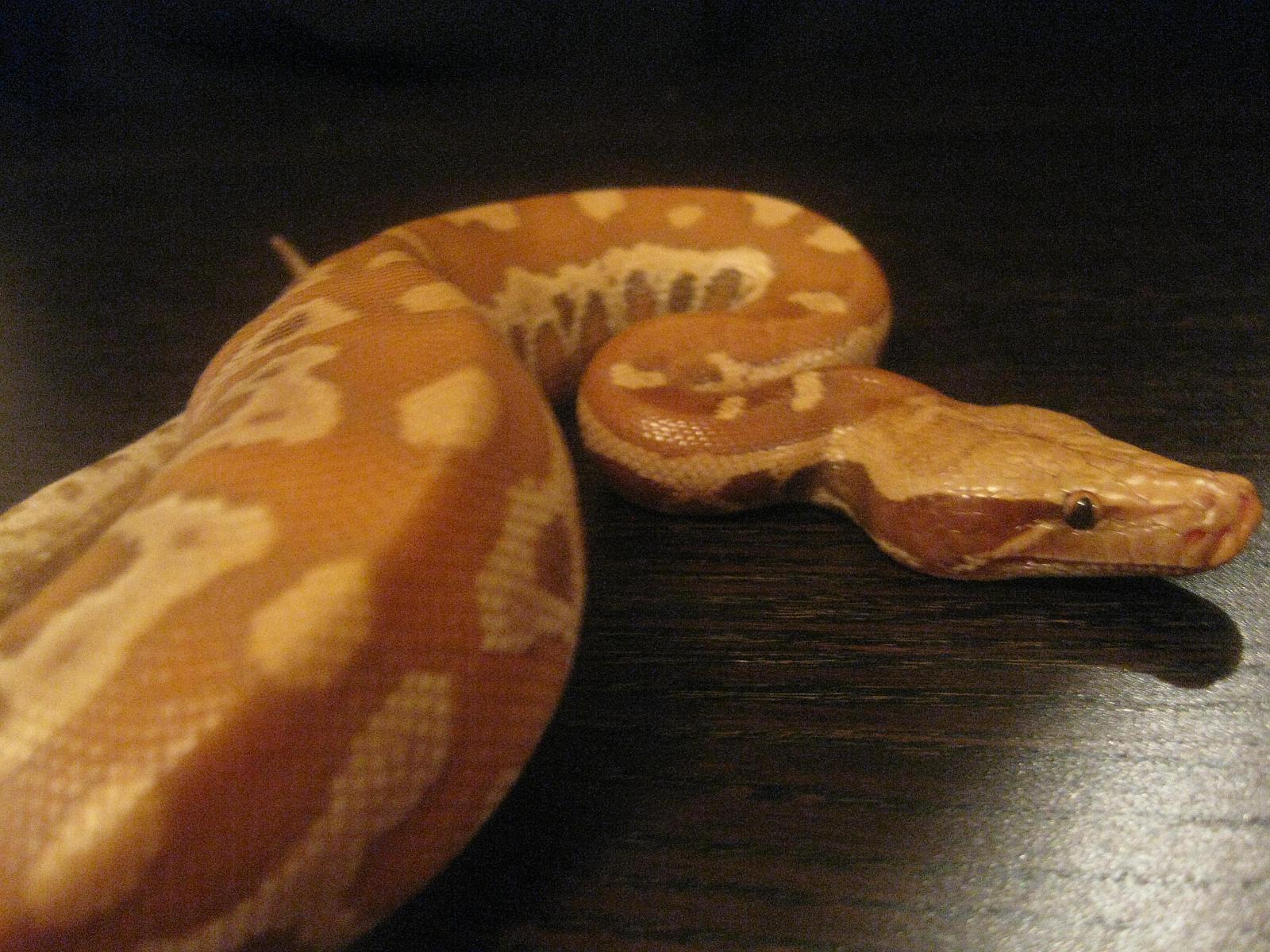 My Albino Blood Male