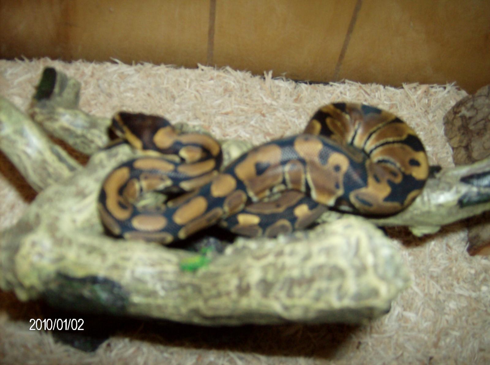 Female(normal)