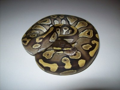 Lesser