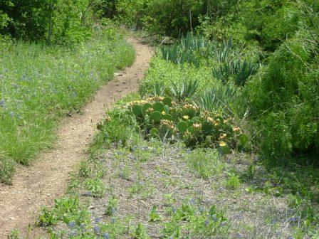 Cactus&Bluebonnets