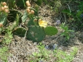 FloweringCactus