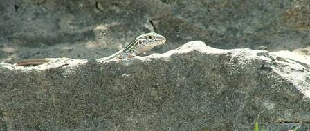Peek.a.booSkink