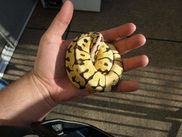 Ball Python