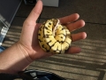 Ball Python