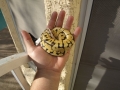 Ball Python