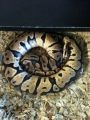 Pastel Female