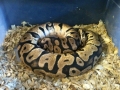 Pastel Female